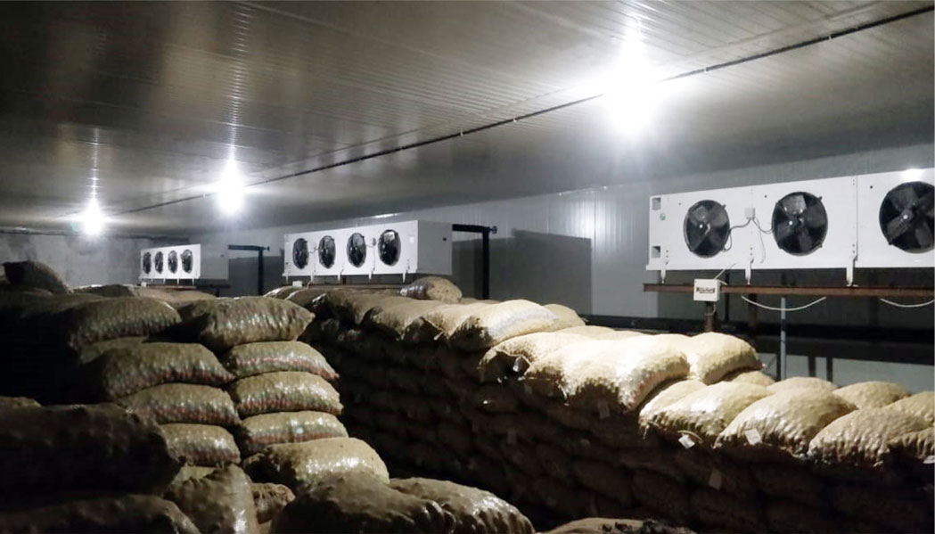 Potato Cold Storage